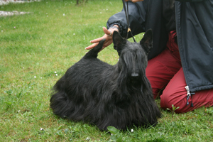 Hermine