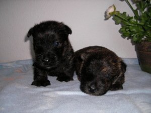 Donald & Dorian