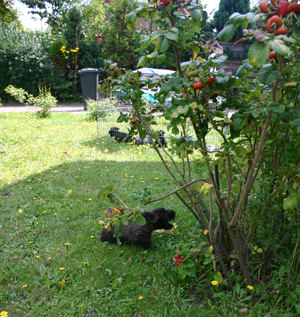 Kampf mit dem Rosenbusch