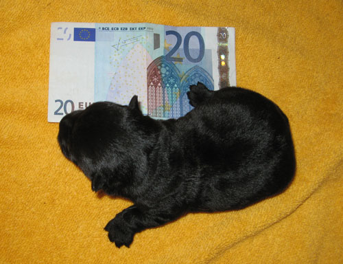 Größenvergleich