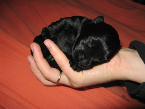 Eine Hand voll Hund.